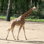 Junge Giraffe