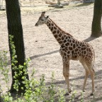 Junge Giraffe