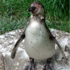 Pinguin