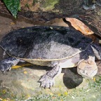 Weichschildkröte