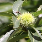 Kastanienblüte