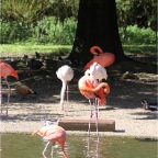 Flamingos