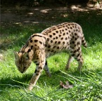 Serval