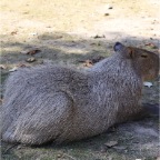 Capibara