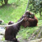 Orang Utans