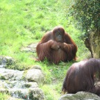 Orang Utans