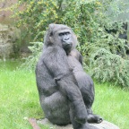 Gorilla