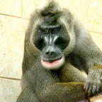 Mandrill