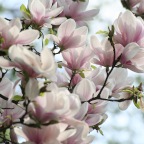 Magnolienblüte