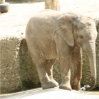 Junger Elefant