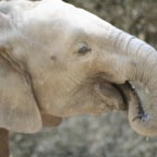 Elefant