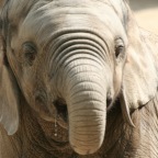 Elefant