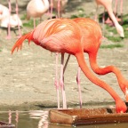 Flamingos