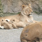 Löwenmutter mit 4 Jungen