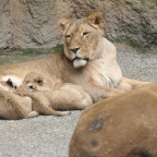 Löwenmutter mit 4 Jungen