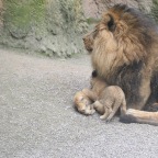 Löwenpapa mit Jungen