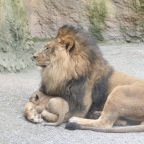 Löwenpapa mit Jungen