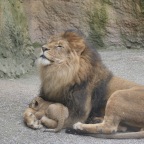 Löwenpapa mit Jungen