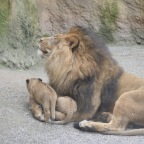 Löwenpapa mit Jungen