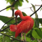 Roter Ibis