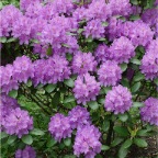 Rhododendron