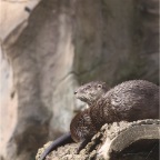 Otter