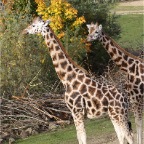 Giraffen